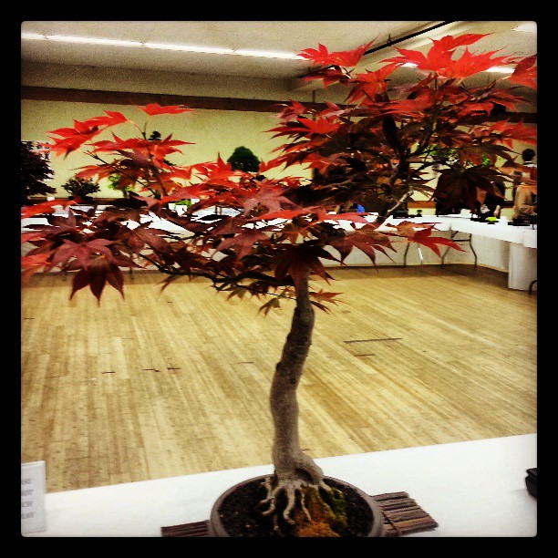 Bonsai at the Cherry Blossom Festival